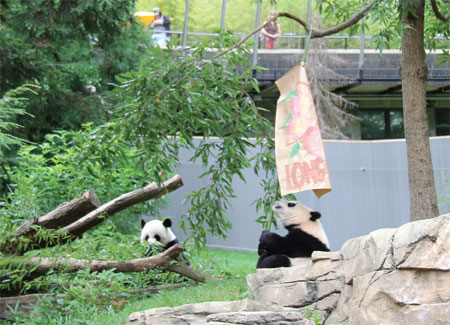 Bao Bao gets birthday omens