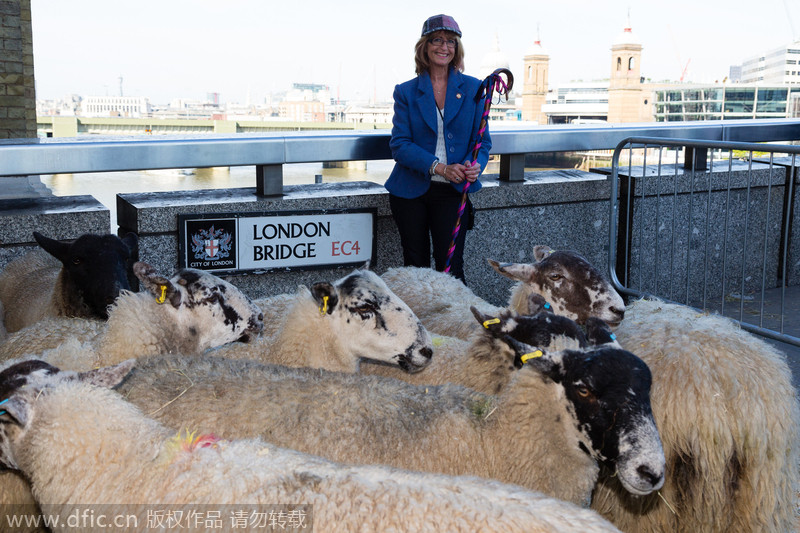 Liverymen and Freemen drive sheep crossing London Bridge