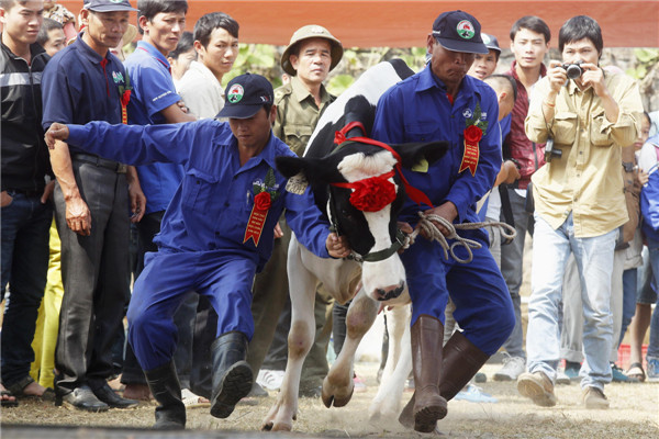 Miss Milk Cow beauty contest in Vietnam