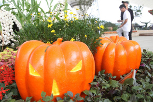 Annual pumpkin exhibition held in Germany