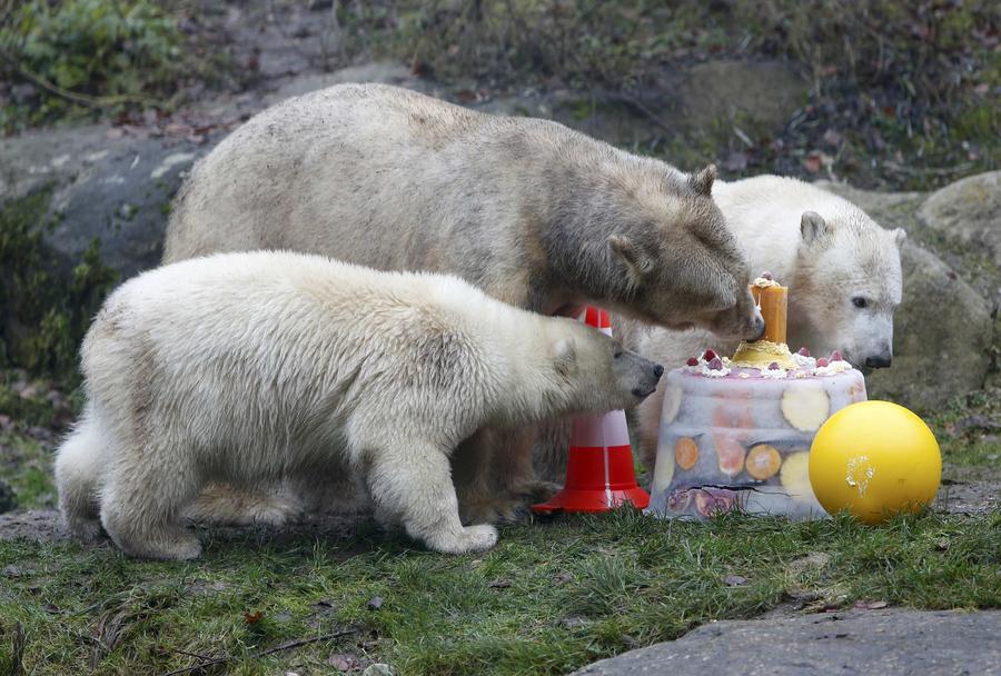 Polar bear twins claw out a birthday