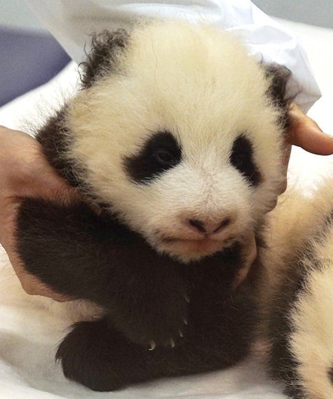 Giant panda twin cubs named in Japan