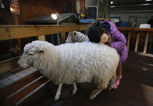 Enjoy the upcoming Year of the Sheep in a sheep cafe