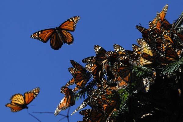 US government, conservationists launch drive to save monarch butterfly