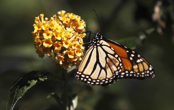 US government, conservationists launch drive to save monarch butterfly