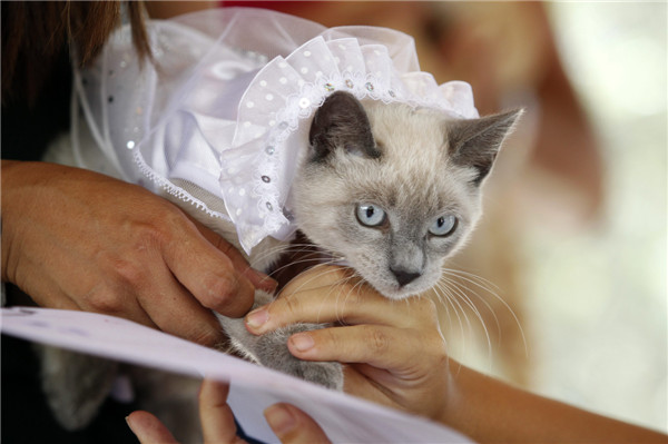 Pets wedding held in Lima