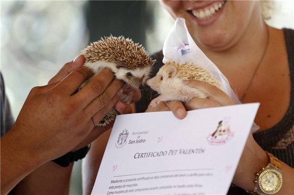 Pets wedding held in Lima