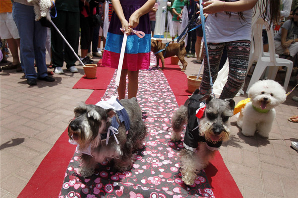Pets wedding held in Lima
