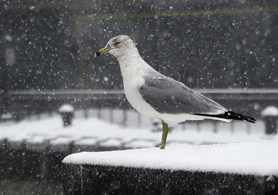 Snowstorm rages in eastern US