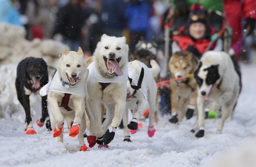 Iditarod Trail Sled Dog race paves a new way