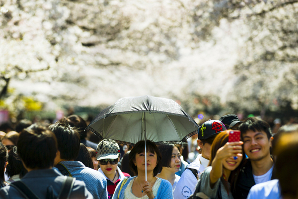 Welcome cherry blossom season in Tokyo