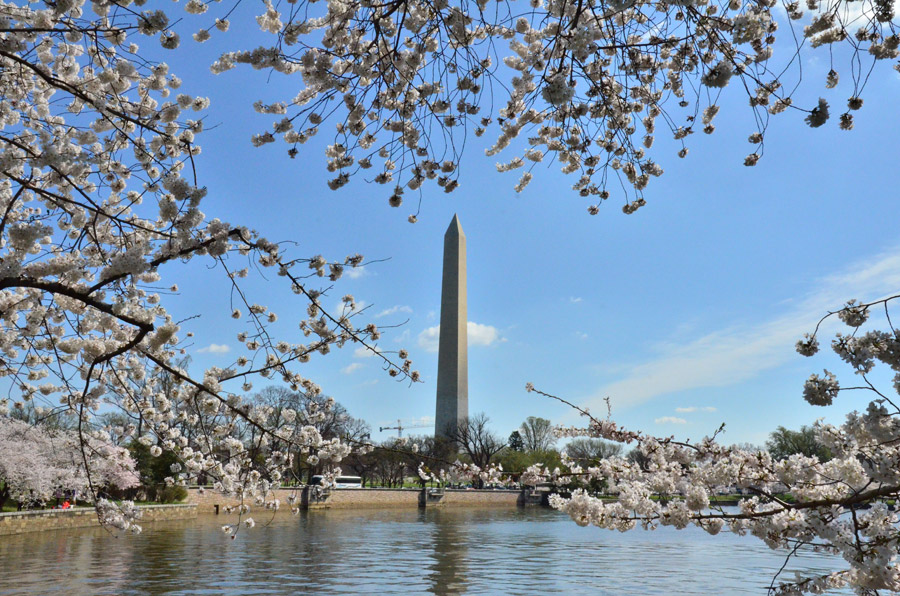 National festival underway with cherry blossoms in peak bloom