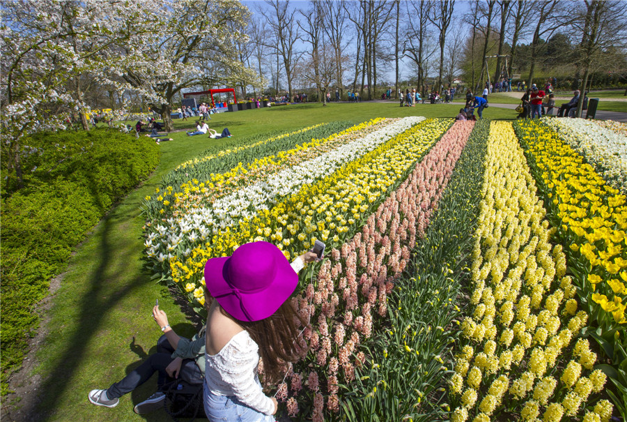 Flower fields bloom, brighten the Netherlands