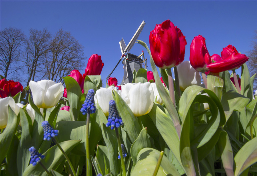 Flower fields bloom, brighten the Netherlands