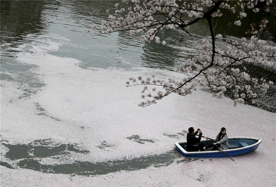 Cherry blossoms around the world