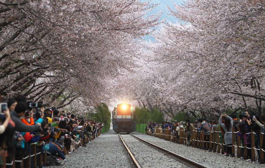 Cherry blossoms around the world