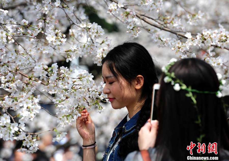 Cherry blossoms around the world