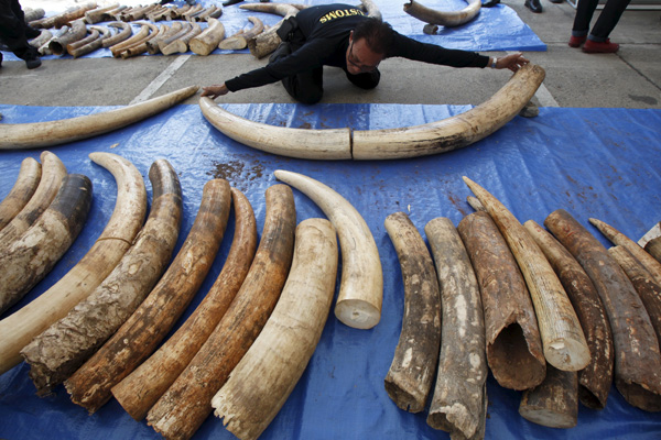 Thailand seizes 3 tons of elephant tusks smuggled from Kenya