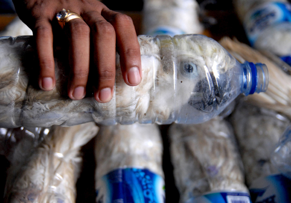 Indonesia police find cockatoos stuffed into bottles by smugglers