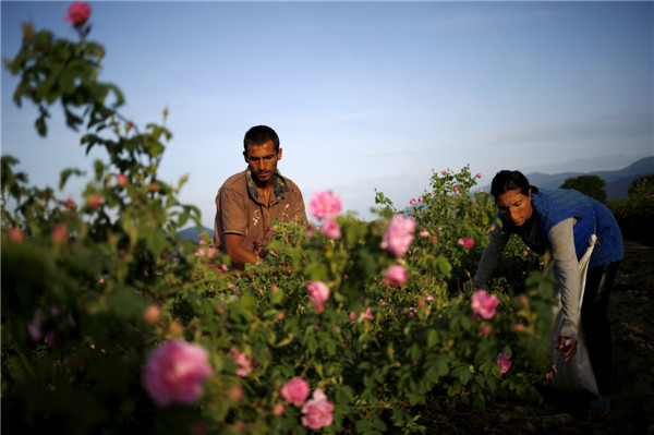 Rose field in Bulgaria