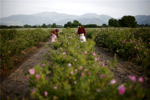 Rose field in Bulgaria