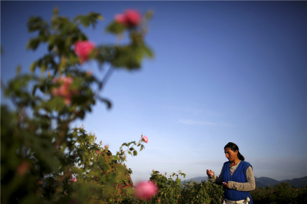 Rose field in Bulgaria