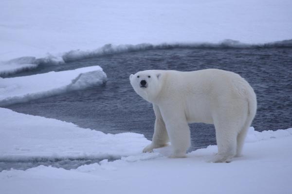 Food-deprived bears threatened by waning sea ice