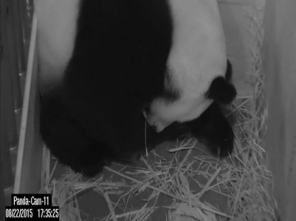 Giant panda gives birth at Washington's National Zoo