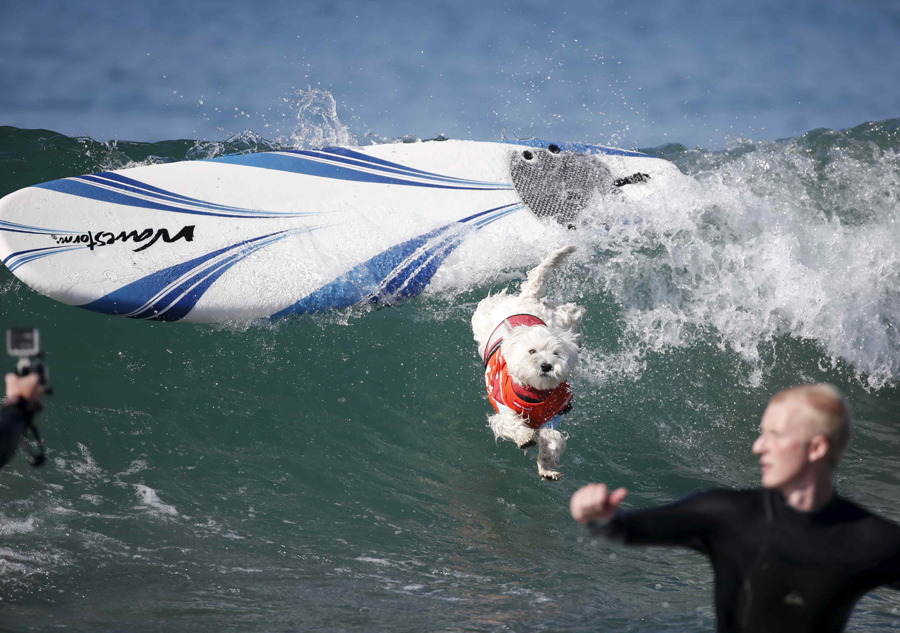 Dogs surf in contest in California