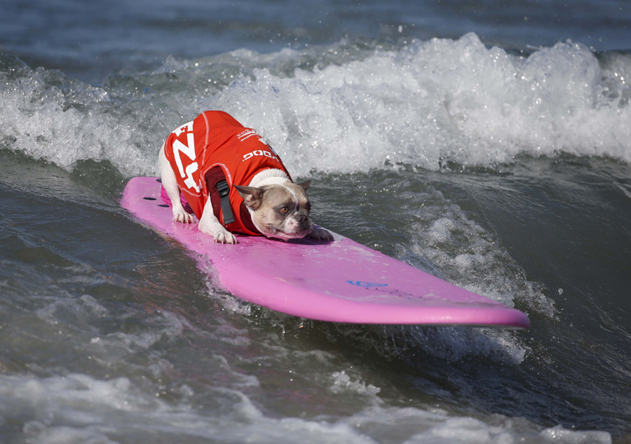 Dogs surf in contest in California