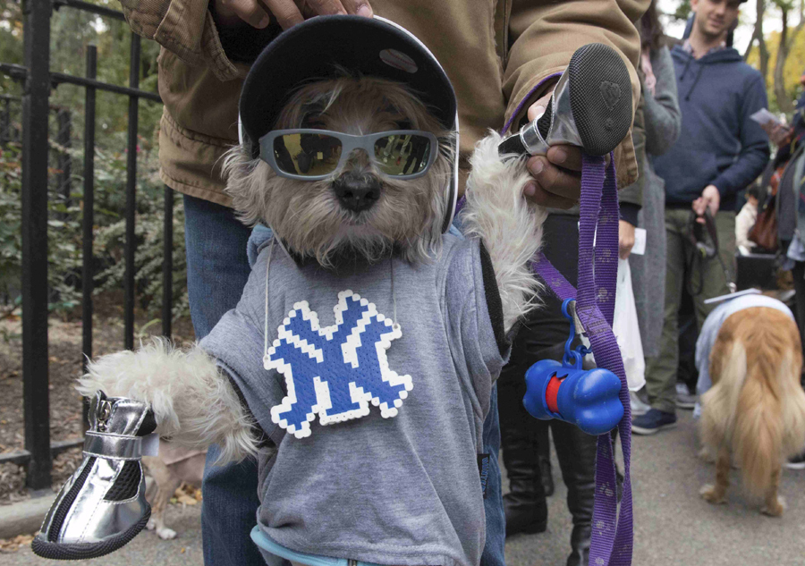 Halloween Dog Parade held in New York