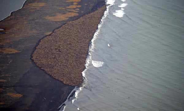 Record warmth in Arctic threatens walruses, forces fish northward: report