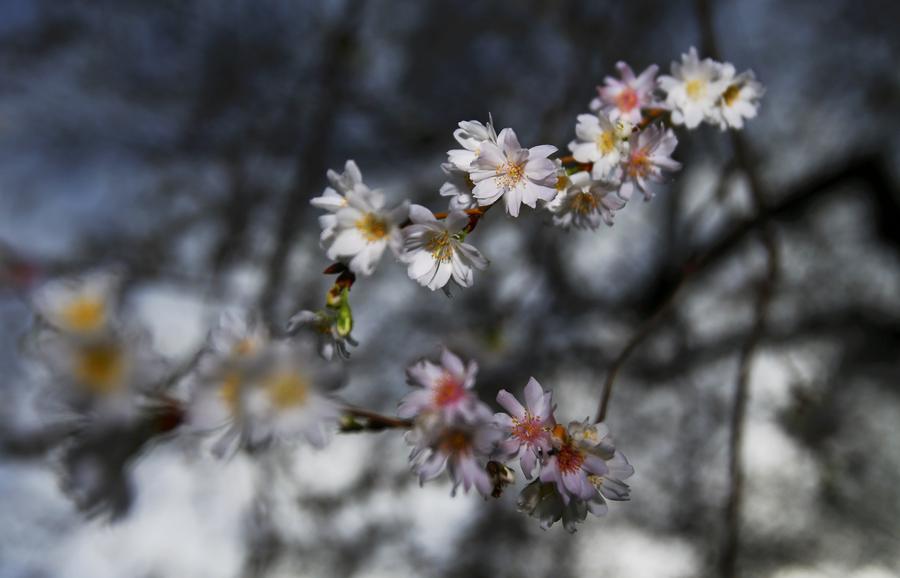 Winter cherry blossoms in Berlin