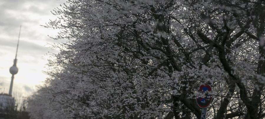 Winter cherry blossoms in Berlin