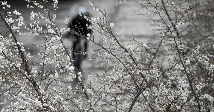 Winter cherry blossoms in Berlin