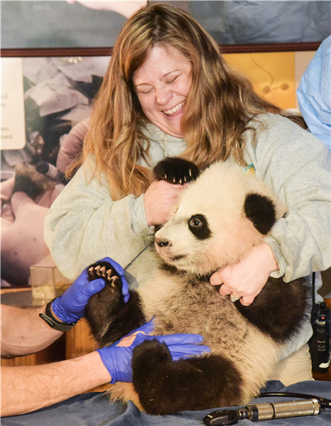 4-month-old Panda 'Bei Bei' receives physical examination