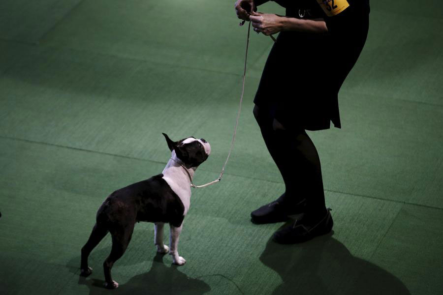 Boston terrier deals westminster 2019
