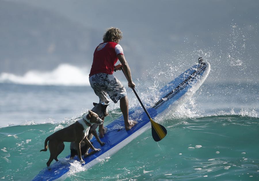 Australia's surfing dogs chase waves, not cats