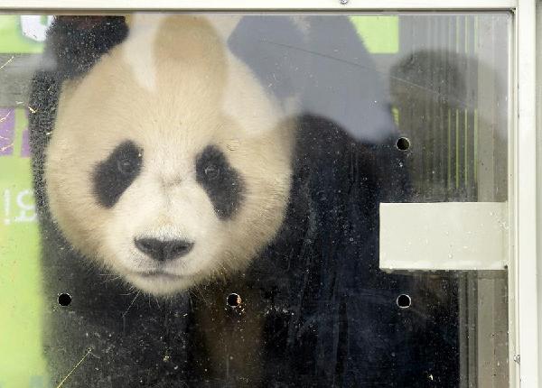 Loaned panda pair finds new home in Seoul