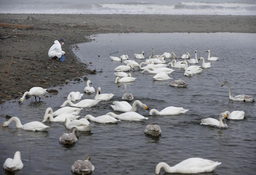 Fukushima five years on: Searching for loved ones