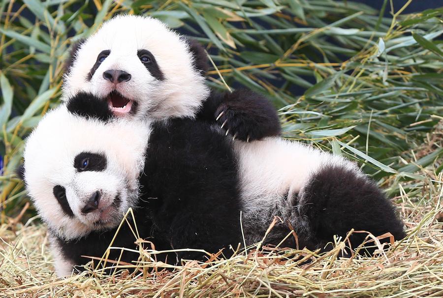 Toronto Zoo reveals names of twin giant pandas