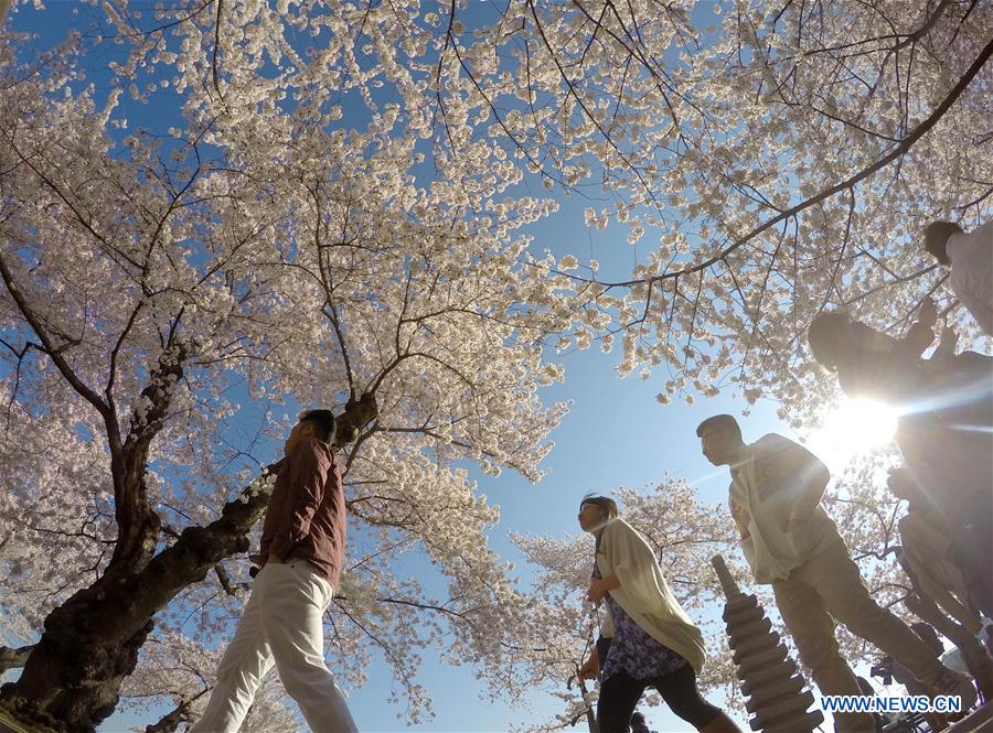 Cherry blossoms in Washington DC