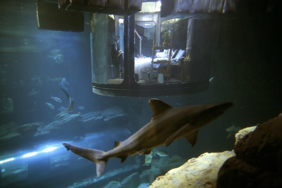 Sleep tight and don't let sharks bite at Paris aquarium