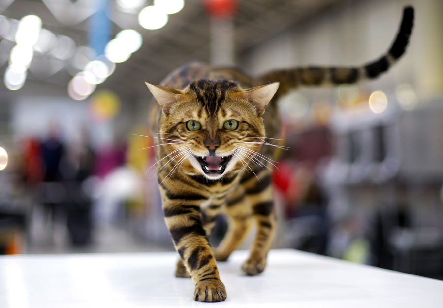 Mediterranean Winner 2016 cat show in Rome