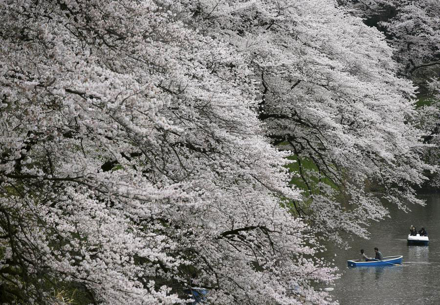 Cherry blossoms in full bloom in Japan