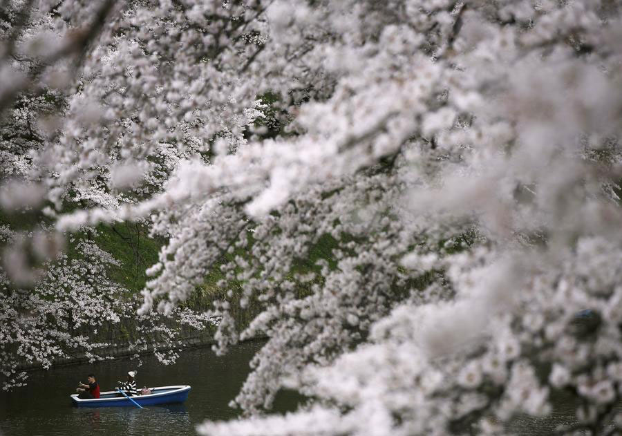 Cherry blossoms in full bloom in Japan