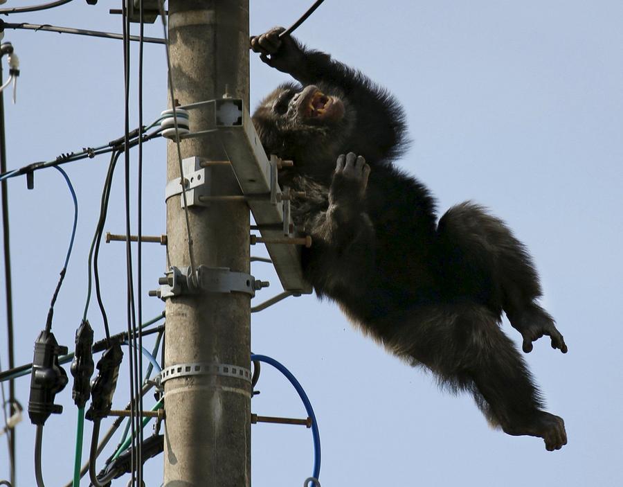Runaway chimp recaptured in Japan