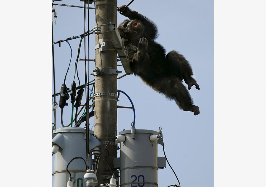 Runaway chimp recaptured in Japan