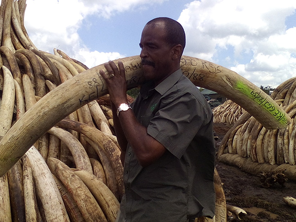 Kenya to burn 100 metric tons of illegal ivory