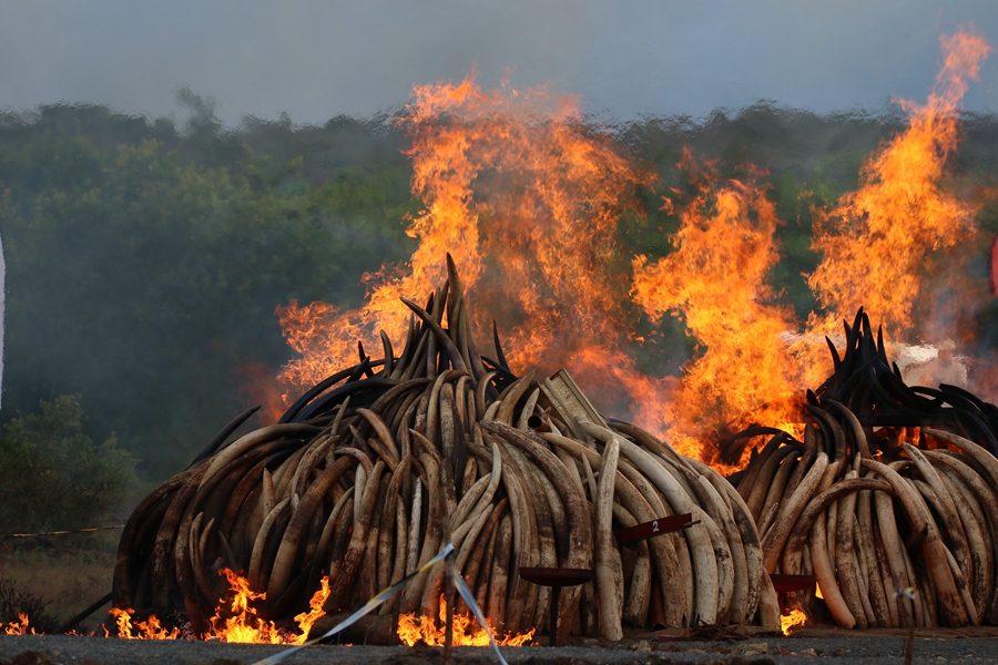 Kenya burns ivory in stand against illegal trade